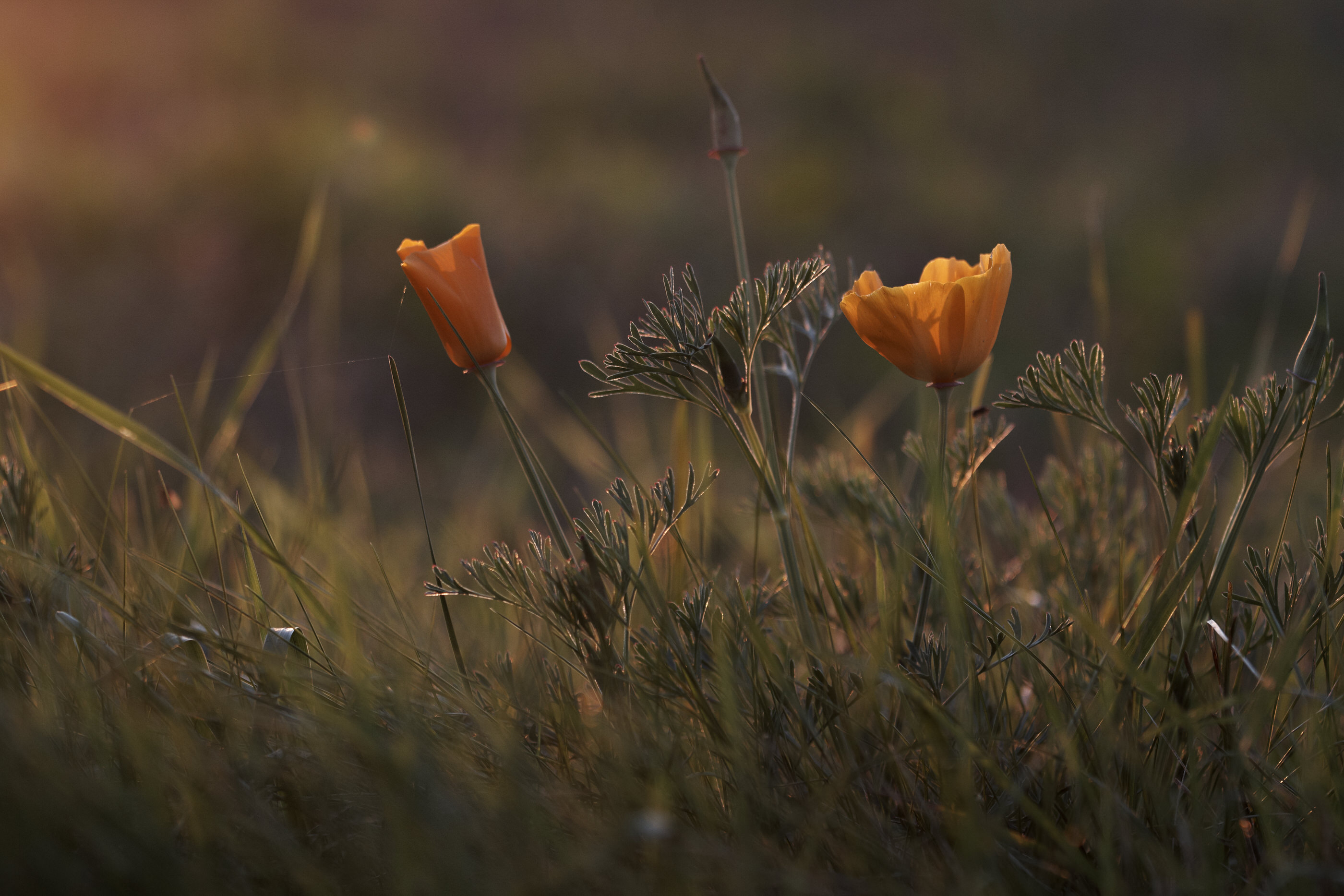 Eschscholzia californica   Kalifornischer Mohn   0010